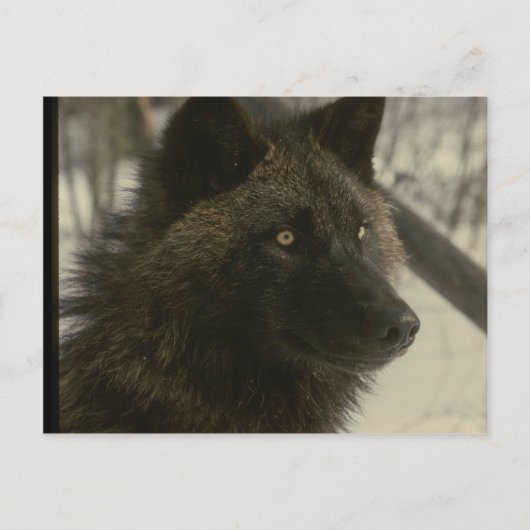 ブラックウルフ犬 ポストカード (正面)