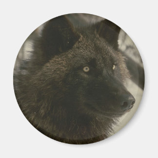 ブラックウルフ犬 マグネット