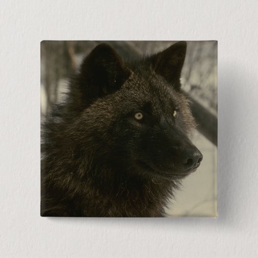ブラックウルフ犬 缶バッジ (正面)