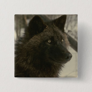 ブラックウルフ犬 缶バッジ