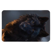 ブラックウルフ、狼、野生動物、動物、大きな狼。 マグネット (横)