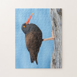 ブラックオイスターキャッチャーのプロフィール ジグソーパズル