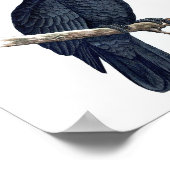 ブラックオウムNo.12アンティークバードレプロプリント ポスター (角)