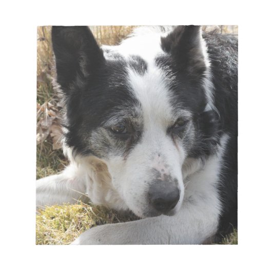 ブラックオーストラリア牛の犬メモ帳 ノートパッド (正面)