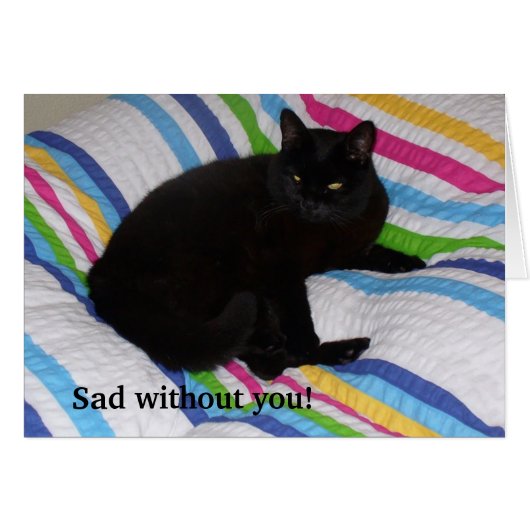 ブラックキャット・イン・ザ・ベッド (正面横)