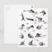 ブラックキャット&ウールヤーンボール、アレキサンドレスティインレン ポストカード (正面/裏面)