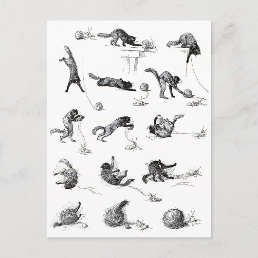 ブラックキャット&ウールヤーンボール、アレキサンドレスティインレン ポストカード (正面)