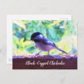 ブラックキャップ《鳥》アメリカゴガラパーチングバーズカナダ ポストカード (正面/裏面)