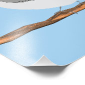 ブラックキャップ《鳥》アメリカゴガラプリント フォトプリント            (角)