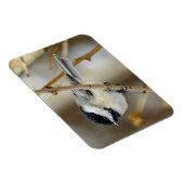 ブラックキャップ《鳥》アメリカゴガラ磁石 マグネット (右側)