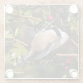 ブラックキャップ《鳥》アメリカゴガラ秋の果実を楽しむ ガラスコースター (裏面)