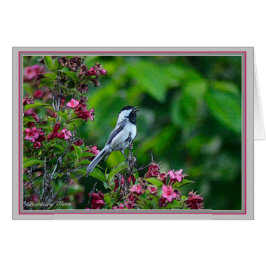 ブラックキャップ《鳥》アメリカゴガラ