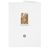 ブラックキャップ《鳥》アメリカゴガラ-オリジナル写真 (裏面)