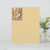 ブラックキャップ《鳥》アメリカゴガラ-オリジナル写真 (スタンド正面)