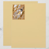 ブラックキャップ《鳥》アメリカゴガラ-オリジナル写真 (正面/裏面)