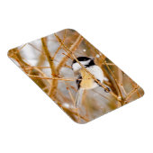 ブラックキャップ《鳥》アメリカゴガラ-オリジナル写真 マグネット (右側)