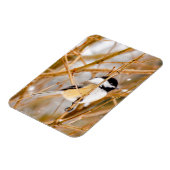 ブラックキャップ《鳥》アメリカゴガラ-オリジナル写真 マグネット (左側)