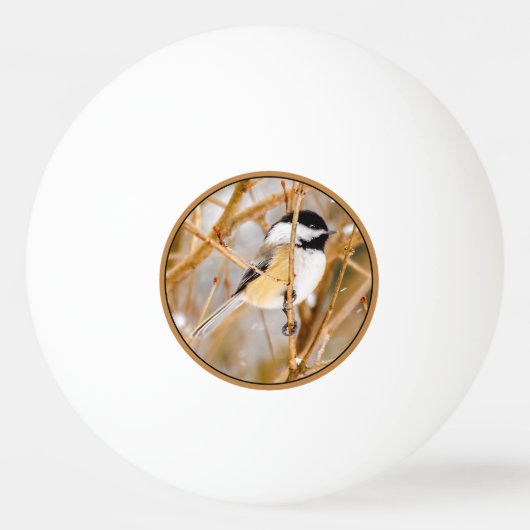 ブラックキャップ《鳥》アメリカゴガラ-オリジナル写真 卓球ボール (正面)