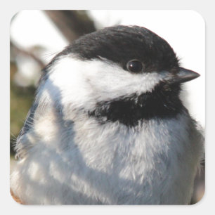 ブラックキャップ《鳥》アメリカゴガラ スクエアシール