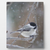 ブラックキャップ《鳥》アメリカゴガラ – ソンバード フォトプラーク (正面)