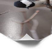 ブラックキャップ《鳥》アメリカゴガラ フォトプリント (角)