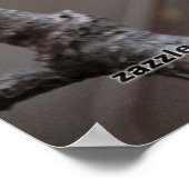 ブラックキャップ《鳥》アメリカゴガラ ポスター (角)