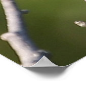 ブラックキャップ《鳥》アメリカゴガラ ポスター (角)