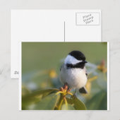 ブラックキャップ《鳥》アメリカゴガラ ポストカード (正面/裏面)