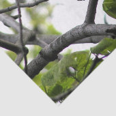 ブラックキャップ《鳥》アメリカゴガラ 薄葉紙 (詳細)