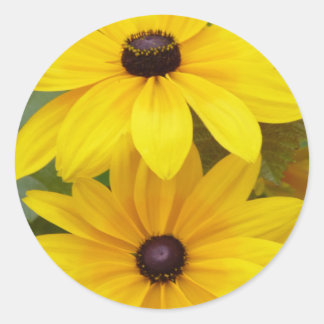 ブラックキーSusan Rudbeckia hirta f.ホモクロマ ラウンドシール