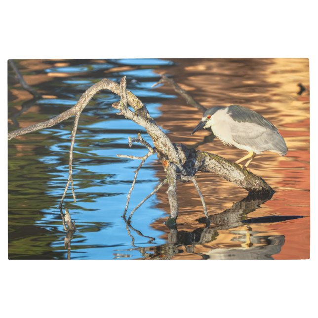 ブラッククラウンのナイトヘロンオンブランチ メタルプリント (正面)