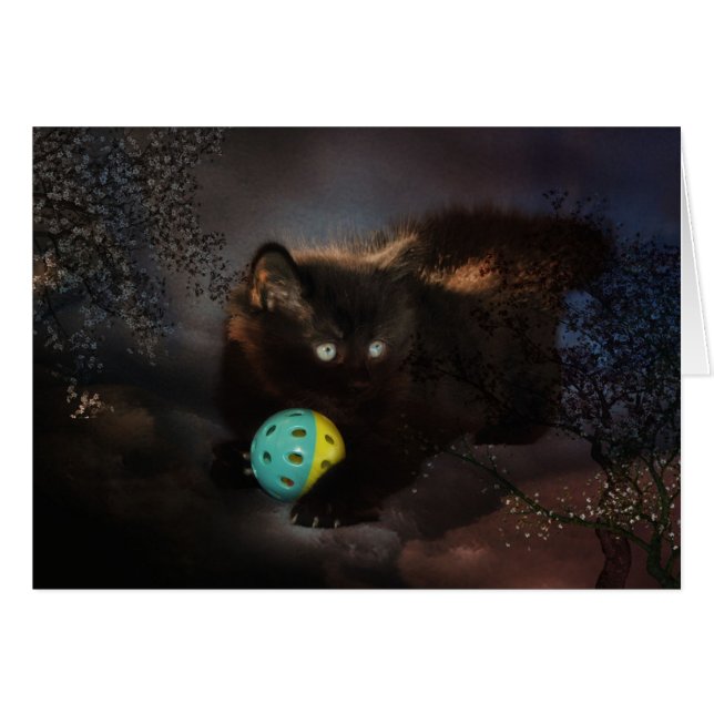 ブラッククラゲ (正面横)