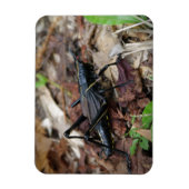 ブラッククリケットとイエロークリケット マグネット (縦)