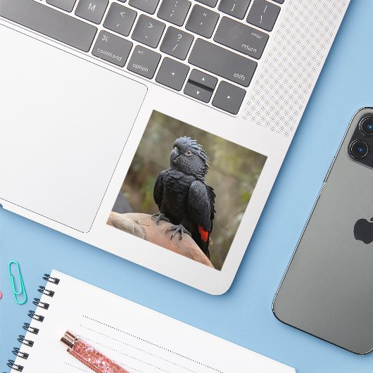 ブラックコッカトゥー シール (ノートパソコンとiPhone)