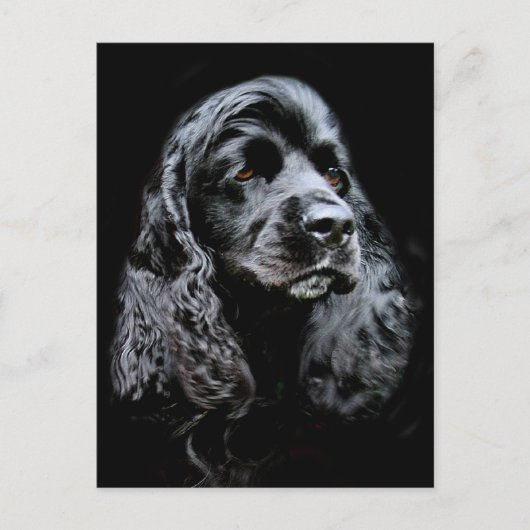 ブラックコッカースパニエル犬 ポストカード (正面)