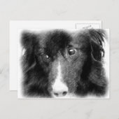 ブラックコリ縁どーアニマルアートはがき ポストカード (正面/裏面)