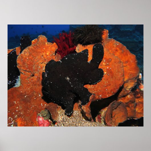 ブラックジャイアントフロッグフィッシュ ポスター (正面)