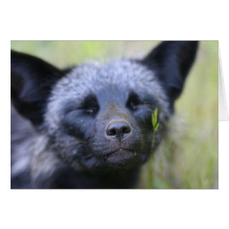 ブラックジャック孤