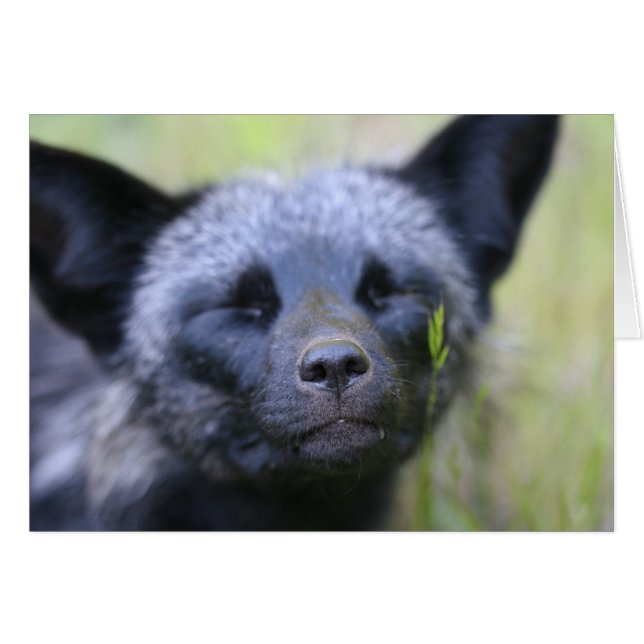 ブラックジャック孤 (正面横)