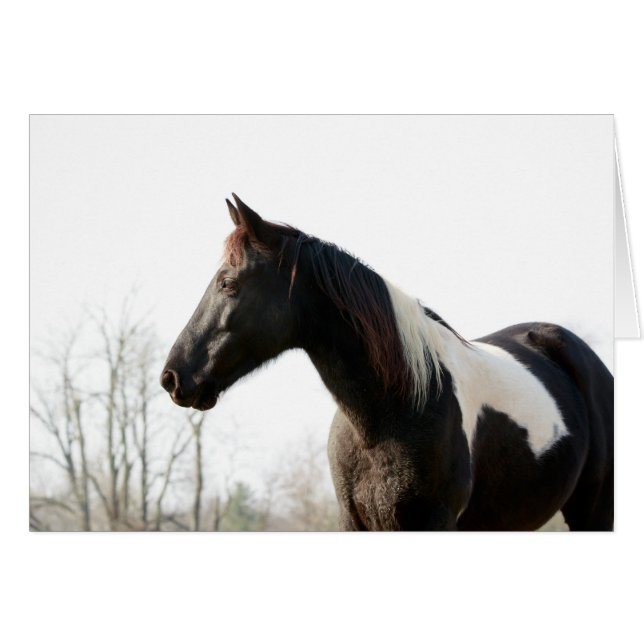 ブラックジャック (正面横)