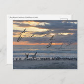 ブラックスキマーズがフロリダ州に着陸ビーチ ポストカード (正面/裏面)