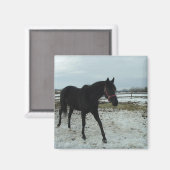 ブラックスタリオン美しい マグネット (正面/裏面)