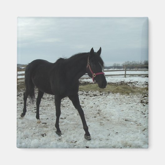 ブラックスタリオン美しい マグネット (正面)