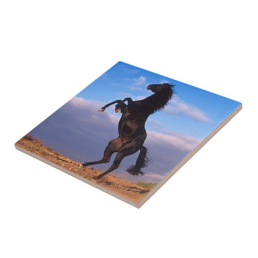 ブラックスタリオン タイル (側面)