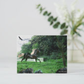 ブラックスタリオン ポストカード (スタンド正面)