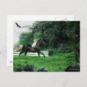 ブラックスタリオン ポストカード (正面/裏面)