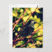 ブラックスターリング ポストカード (正面/裏面)