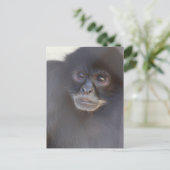 ブラックスパイダーモンキーポストカード ポストカード (スタンド正面)