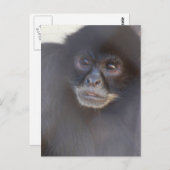 ブラックスパイダーモンキーポストカード ポストカード (正面/裏面)