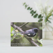 ブラックスルートブルーワーブラー ポストカード (スタンド正面)